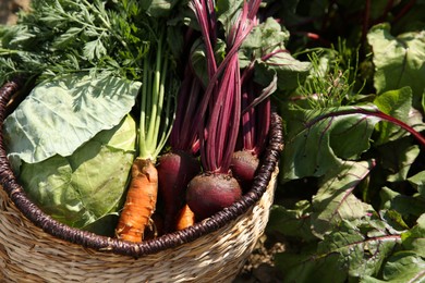 Photo of Different freshly harvested vegetables in wicker basket outdoors, closeup