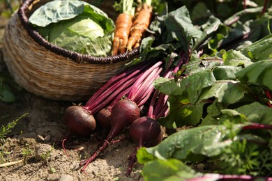 Photo of Different freshly harvested vegetables outdoors on sunny day