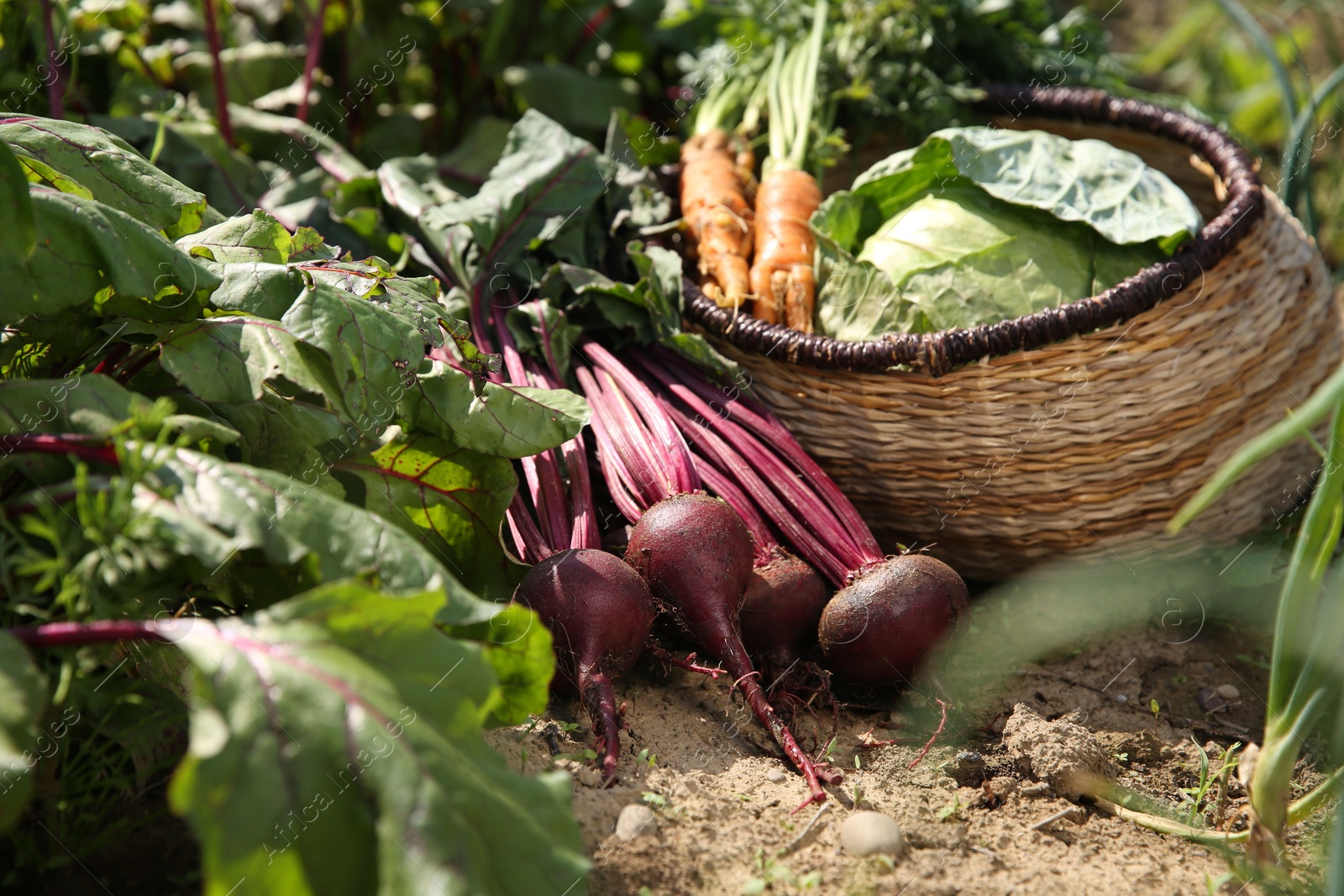 Photo of Different freshly harvested vegetables outdoors on sunny day