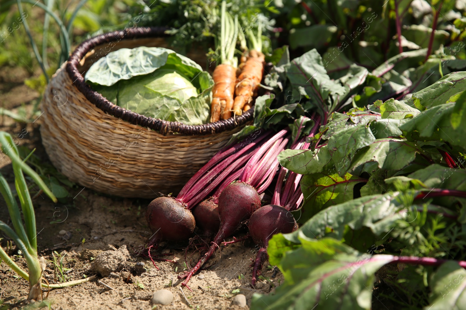 Photo of Different freshly harvested vegetables outdoors on sunny day