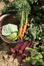 Photo of Different freshly harvested vegetables outdoors, top view