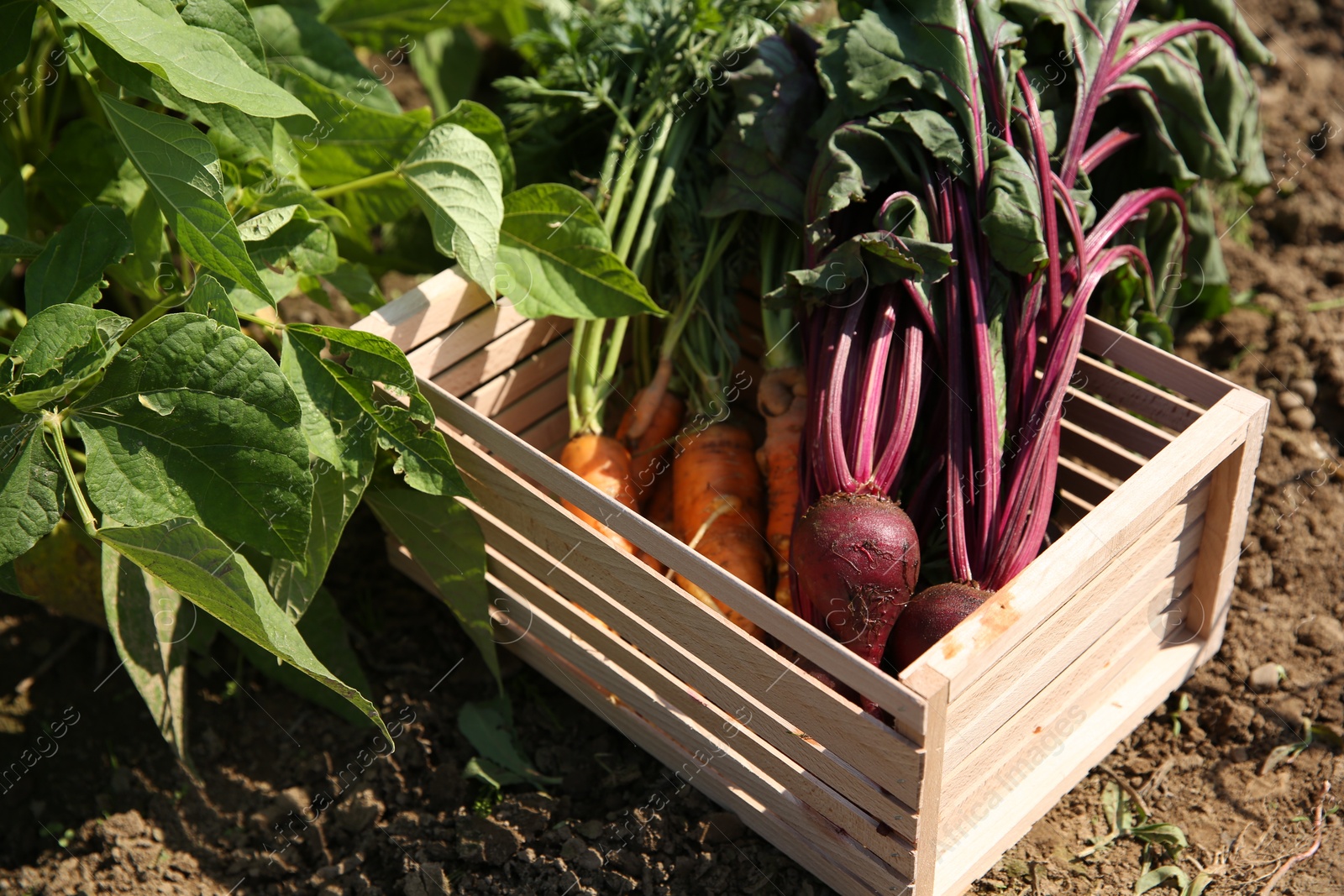 Photo of Freshly harvested vegetables in wooden crate outdoors