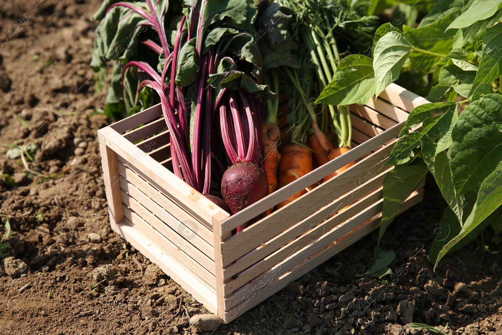 Photo of Freshly harvested vegetables in wooden crate outdoors