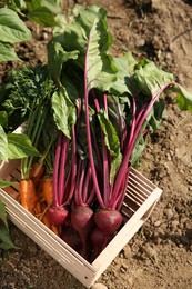 Photo of Freshly harvested vegetables in wooden crate outdoors, above view