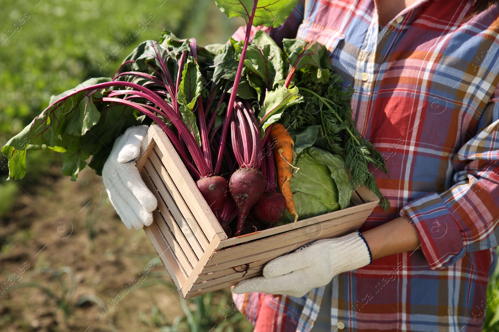 Photo of Woman with freshly harvested vegetables outdoors, closeup