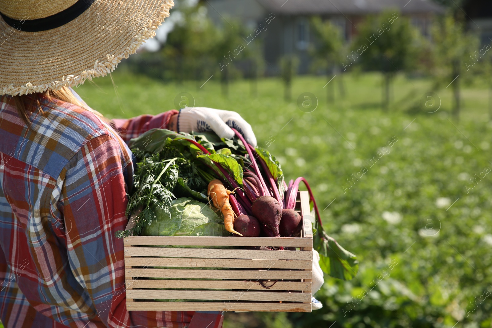 Photo of Woman with freshly harvested vegetables outdoors, space for text