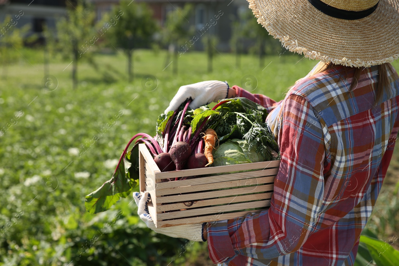 Photo of Woman with freshly harvested vegetables outdoors, space for text