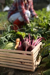 Photo of Woman picking beetroots in field, focus on fresh vegetables