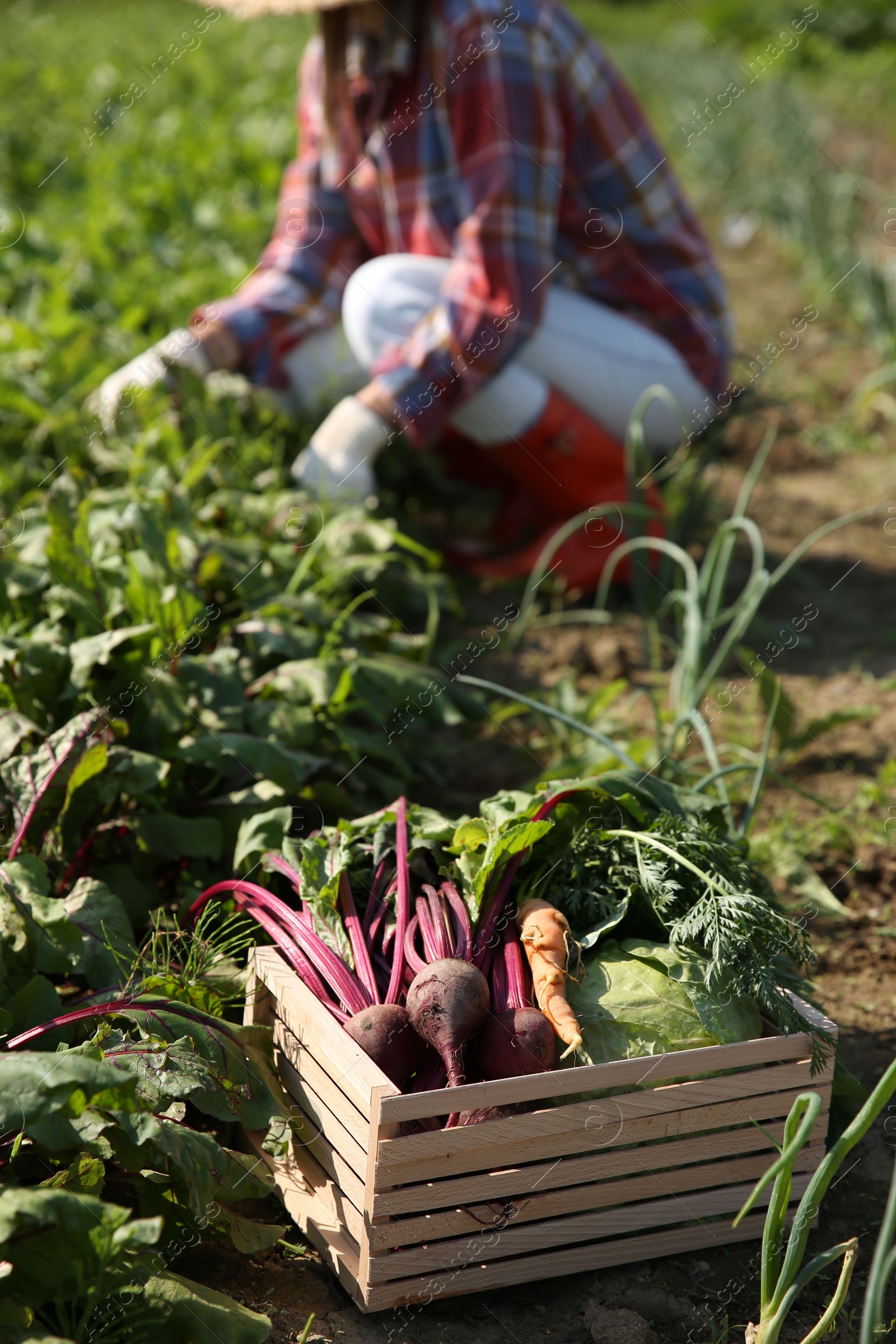 Photo of Woman picking beetroots in field, focus on fresh vegetables