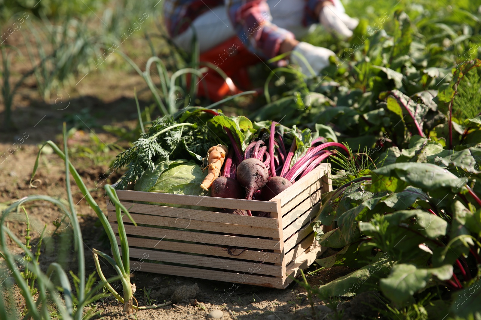 Photo of Woman picking beetroots in field, focus on fresh vegetables