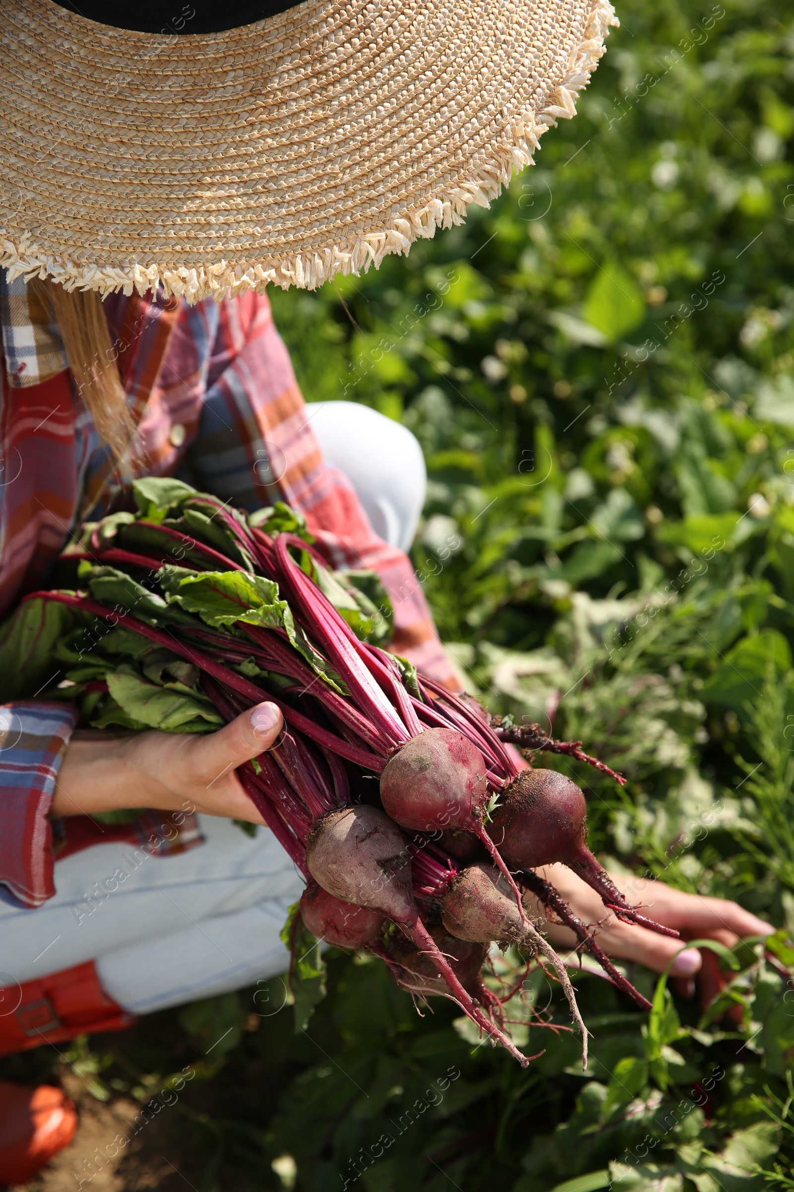 Photo of Woman picking beetroots in field on sunny day, closeup