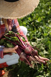 Photo of Woman picking beetroots in field on sunny day, closeup