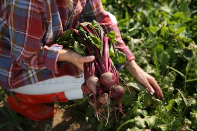 Photo of Woman picking beetroots in field on sunny day, closeup