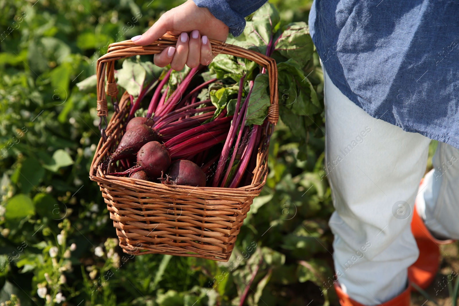 Photo of Woman with freshly harvested beetroots outdoors, closeup