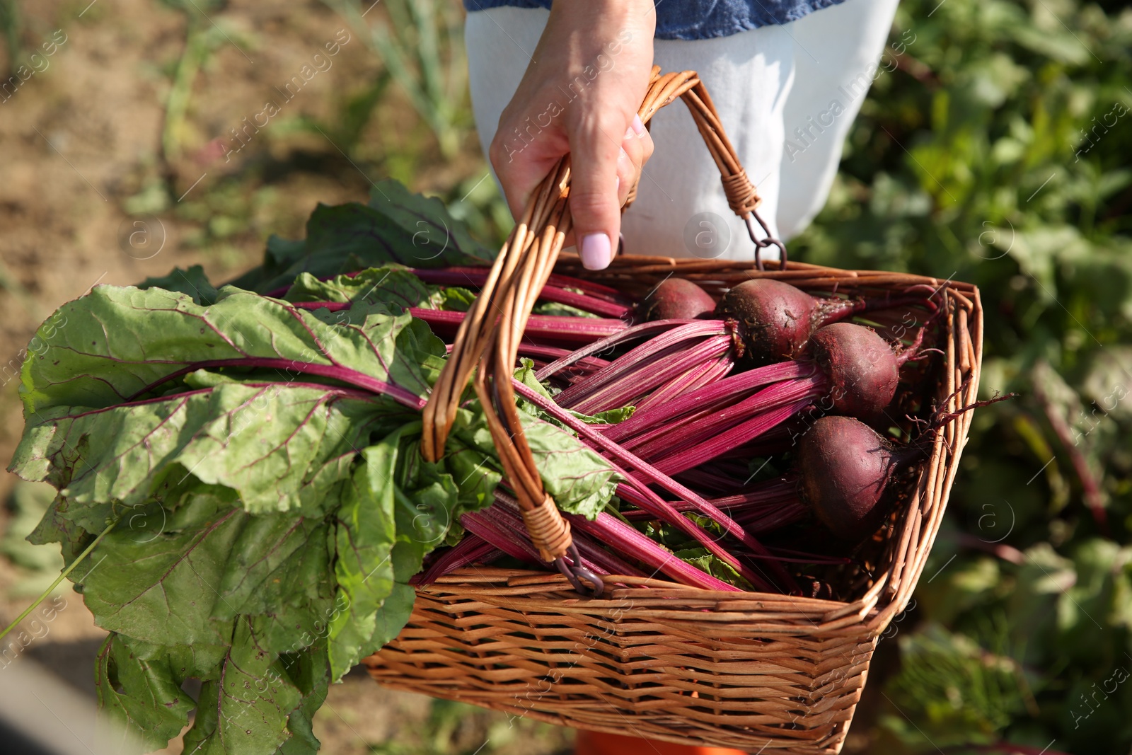 Photo of Woman with freshly harvested beetroots outdoors, closeup