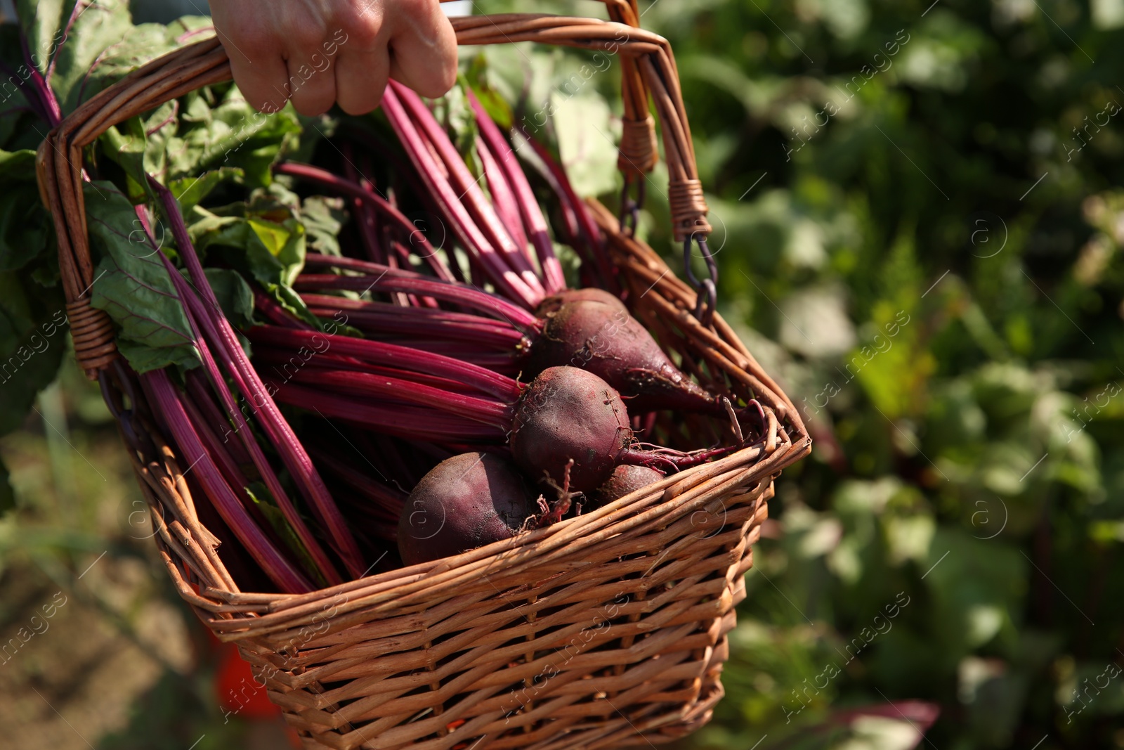 Photo of Woman with freshly harvested beetroots outdoors, closeup