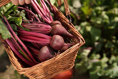 Photo of Woman with freshly harvested beetroots outdoors, closeup