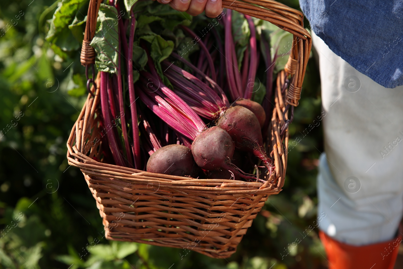 Photo of Woman with freshly harvested beetroots outdoors, closeup