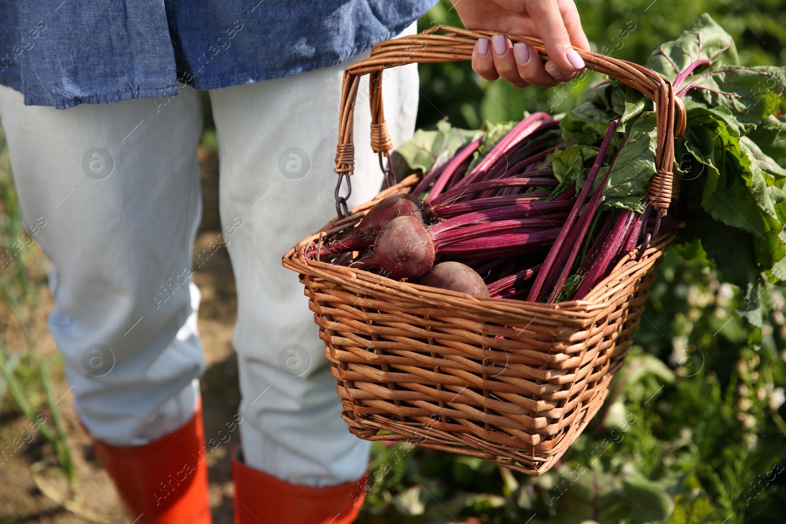 Photo of Woman with freshly harvested beetroots outdoors, closeup