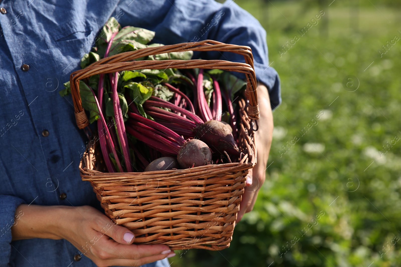 Photo of Woman with freshly harvested beetroots outdoors, closeup