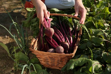 Photo of Woman with freshly harvested beetroots outdoors, closeup