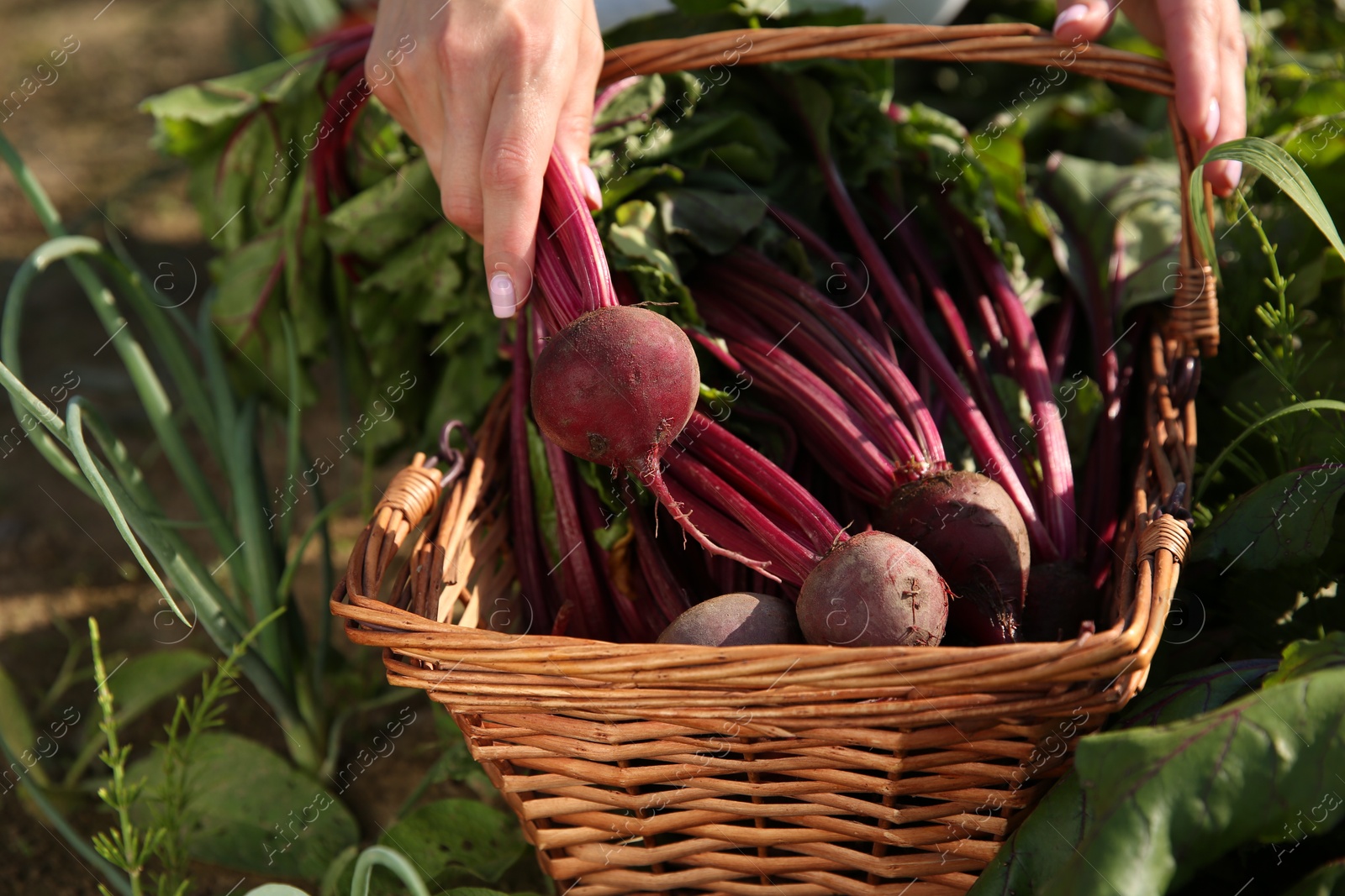 Photo of Woman with freshly harvested beetroots outdoors, closeup