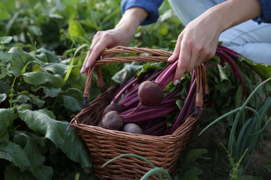 Photo of Woman with freshly harvested beetroots outdoors, closeup