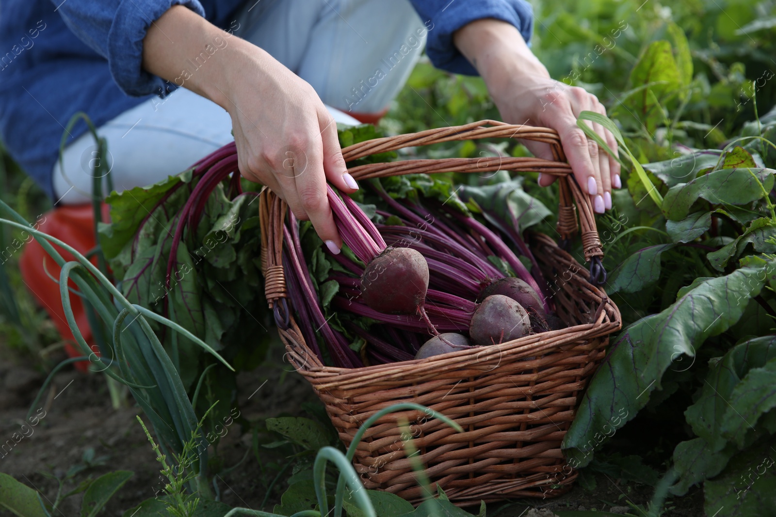 Photo of Woman with freshly harvested beetroots outdoors, closeup