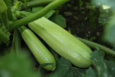 Photo of Zucchini plants with green leaves growing in field, closeup