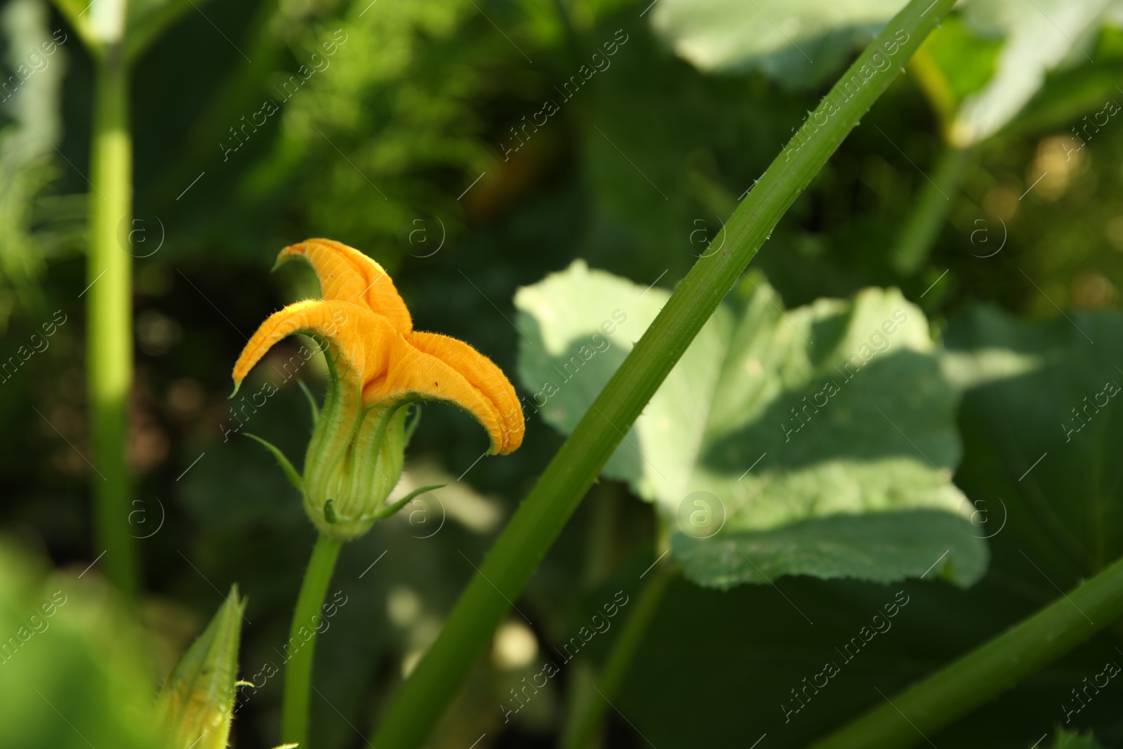 Photo of Blooming green zucchini plant growing in field, closeup