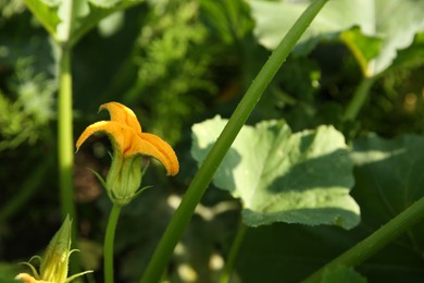 Blooming green zucchini plant growing in field, closeup