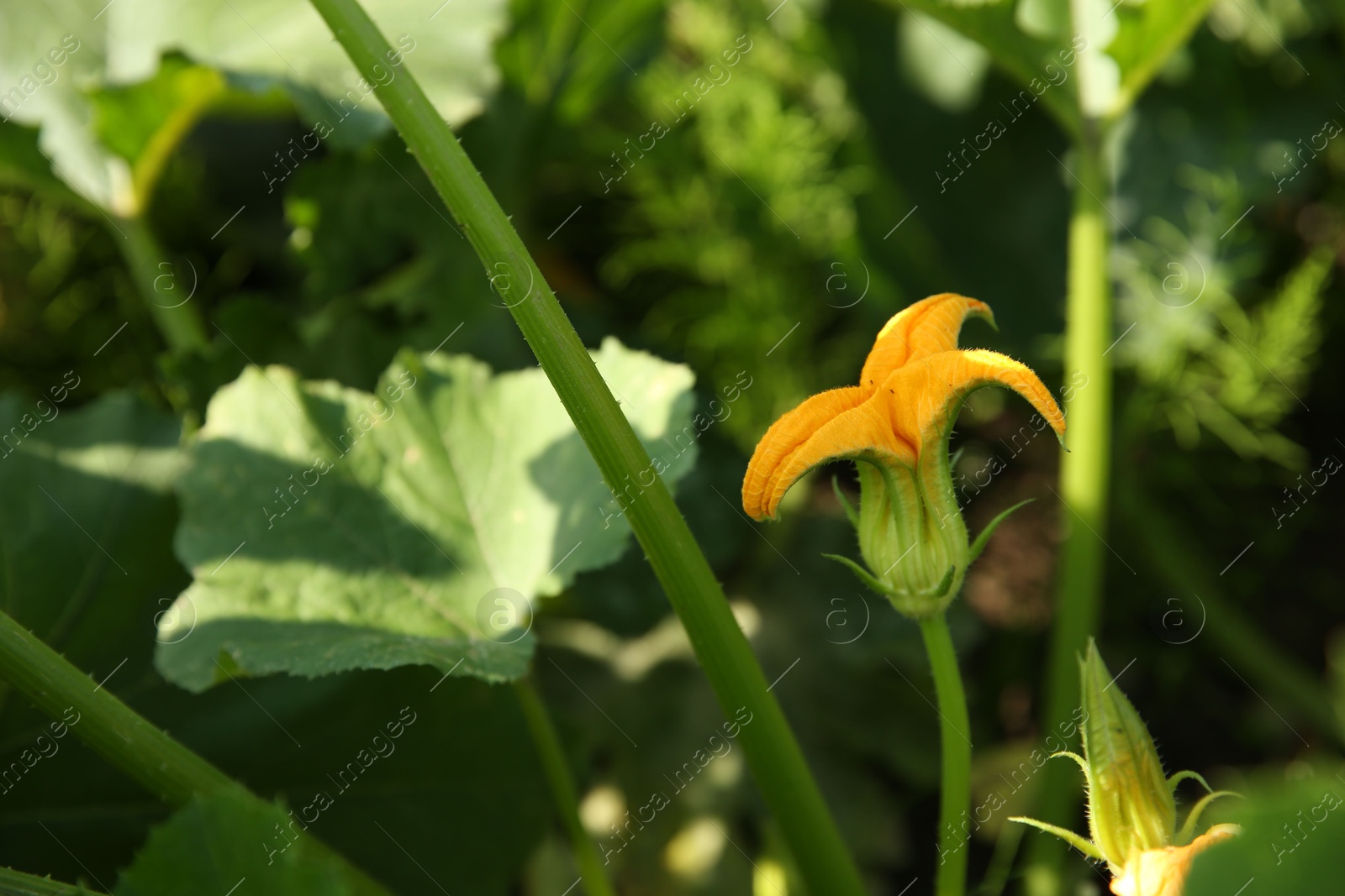 Photo of Blooming green zucchini plant growing in field, closeup