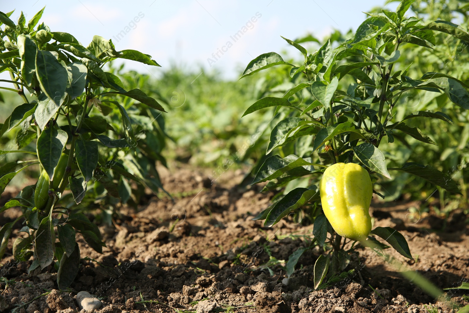 Photo of Bell pepper plants growing in field on sunny day