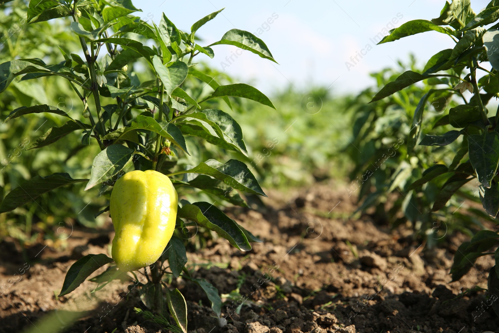 Photo of Bell pepper plants growing in field on sunny day