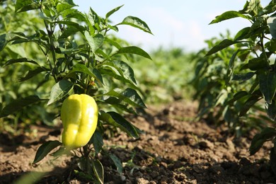 Photo of Bell pepper plants growing in field on sunny day