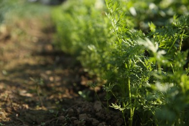 Photo of Carrot plants with green leaves growing in field, closeup. Space for text