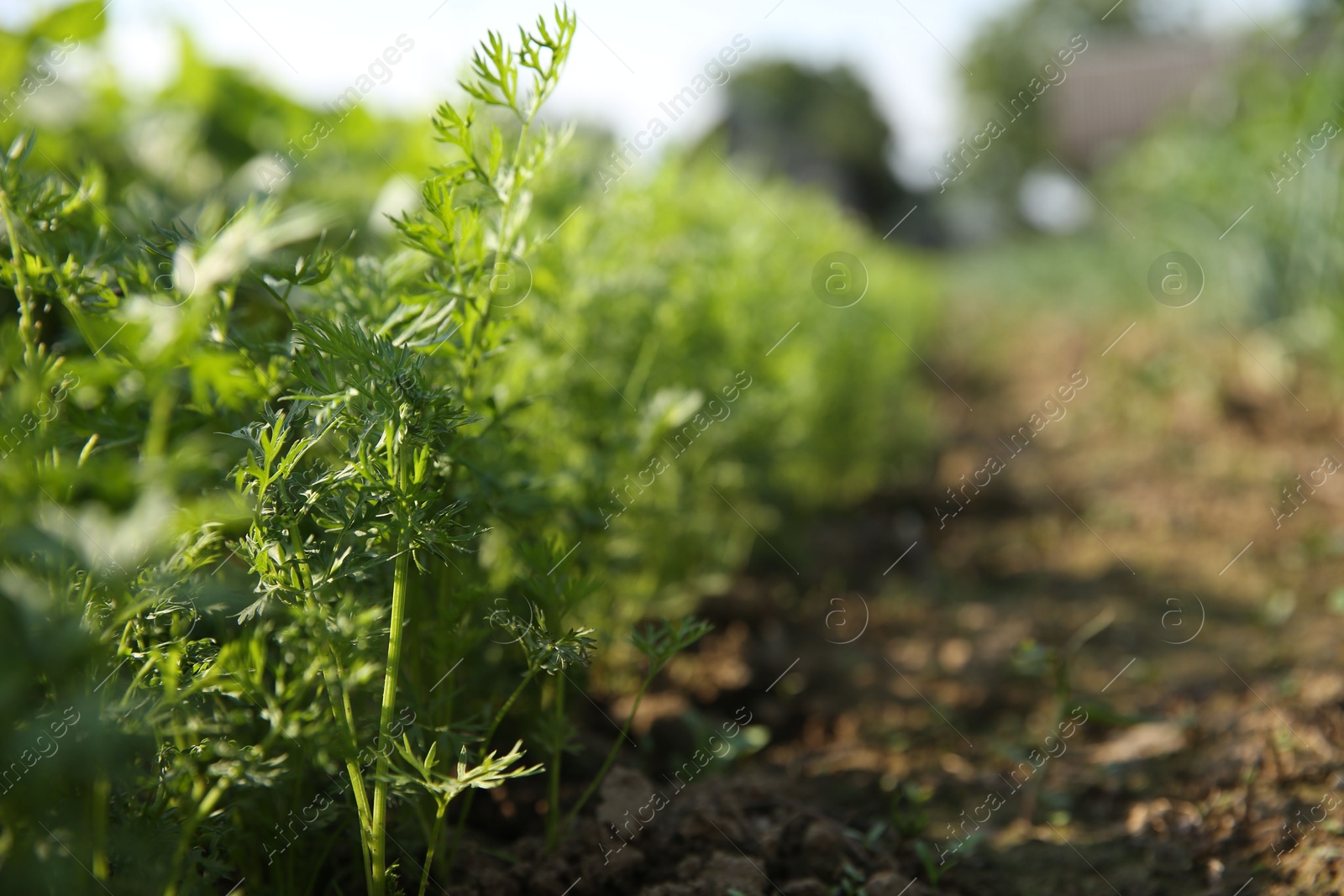 Photo of Carrot plants with green leaves growing in field, closeup. Space for text