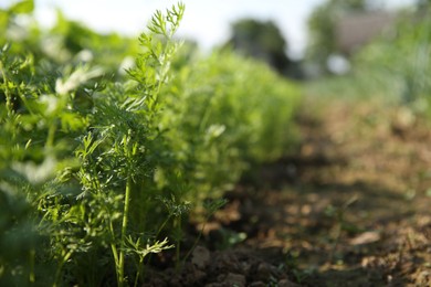 Photo of Carrot plants with green leaves growing in field, closeup. Space for text