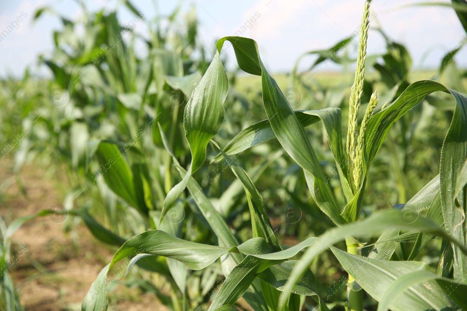 Photo of Green corn plants growing in field on sunny day, closeup