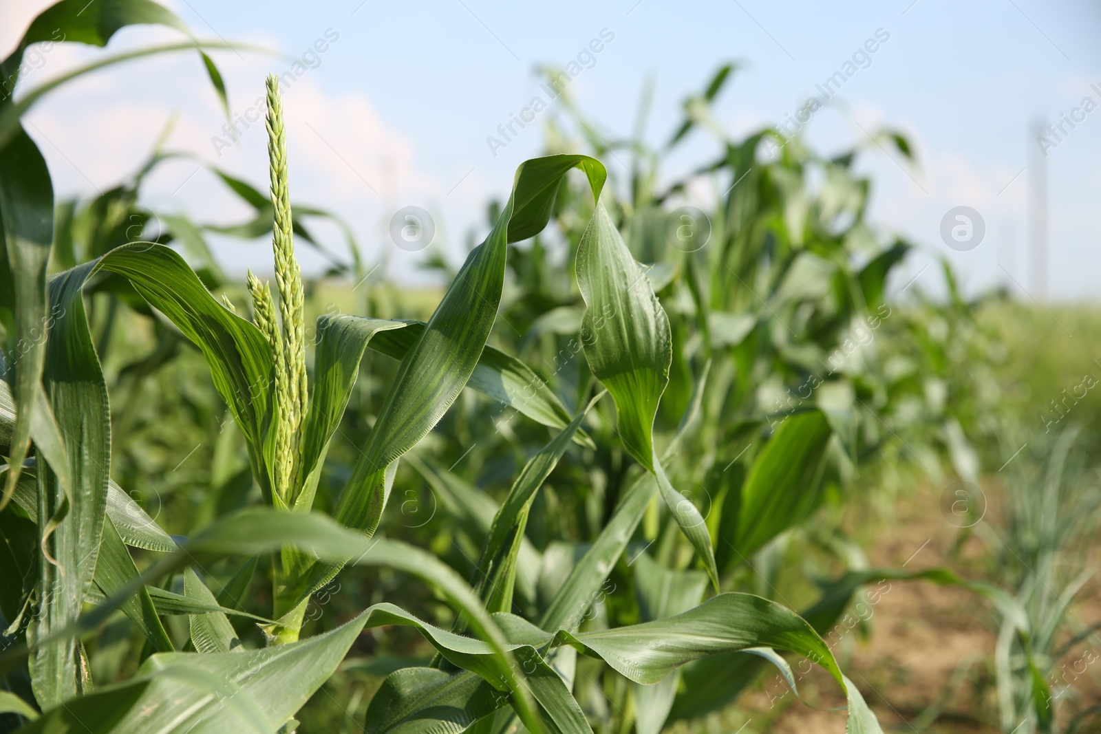 Photo of Green corn plants growing in field on sunny day, closeup