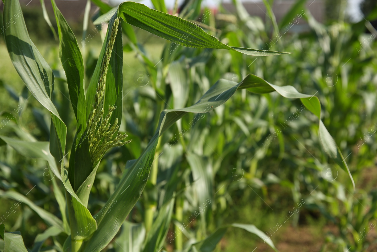 Photo of Green corn plants growing in field on sunny day, closeup