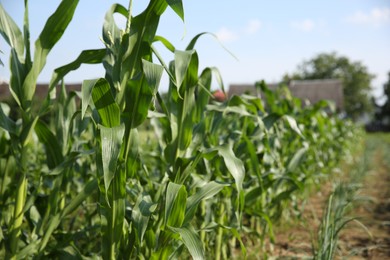 Photo of Green corn plants growing in field on sunny day, space for text