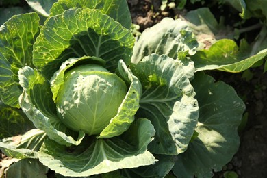 Photo of Green cabbage growing in field on sunny day, closeup