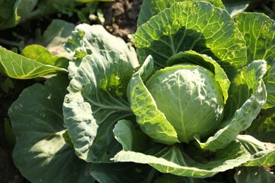 Photo of Green cabbage growing in field on sunny day, closeup