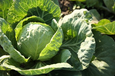 Green cabbage growing in field on sunny day, closeup