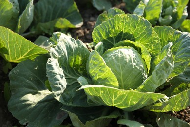 Photo of Green cabbage growing in field on sunny day, closeup