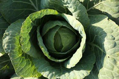 Photo of Green cabbage growing in field on sunny day, top view