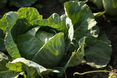 Photo of Green cabbage growing in field on sunny day, closeup