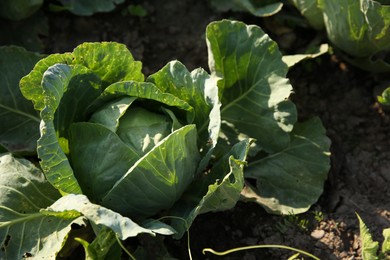 Photo of Green cabbage growing in field on sunny day, closeup