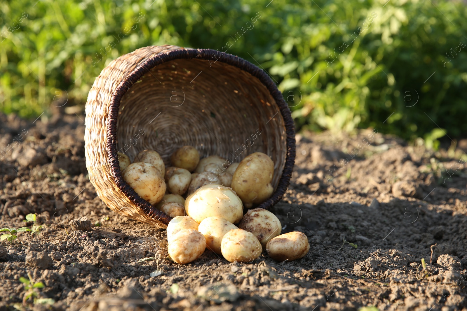 Photo of Overturned wicker basket with fresh ripe potatoes outdoors, space for text